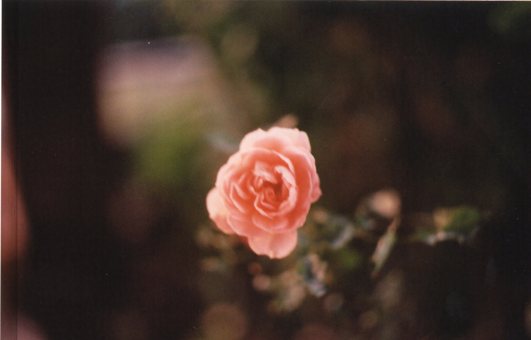 fiore, rosa, fotografia analogica