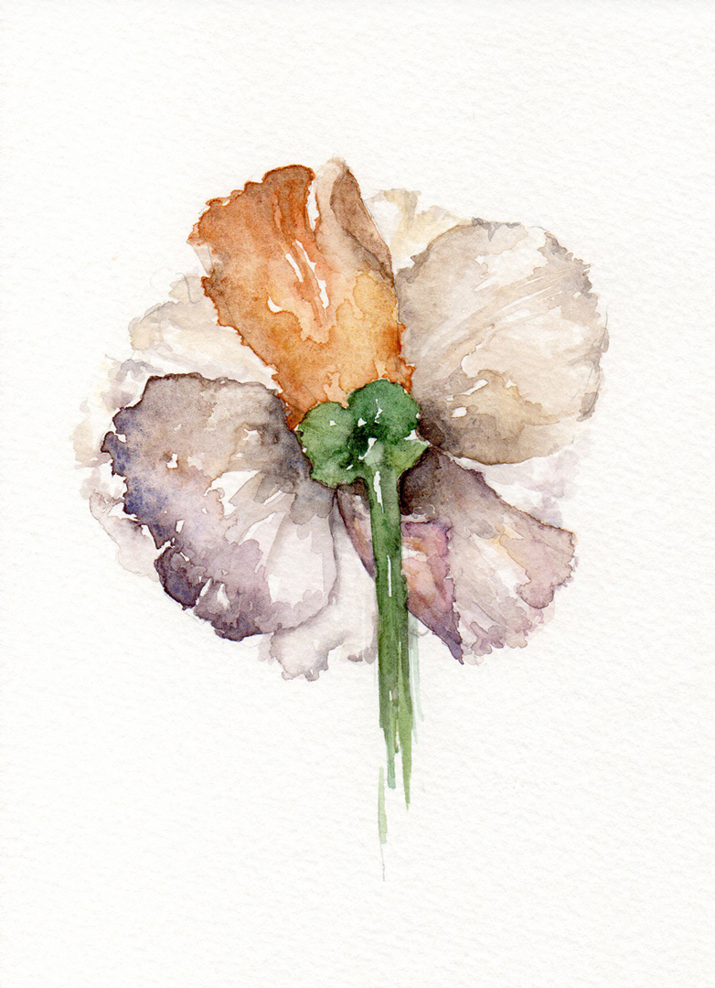 disegno ad acquerelli di un fiore, watercolor, fiore ad acquerello, dipinto